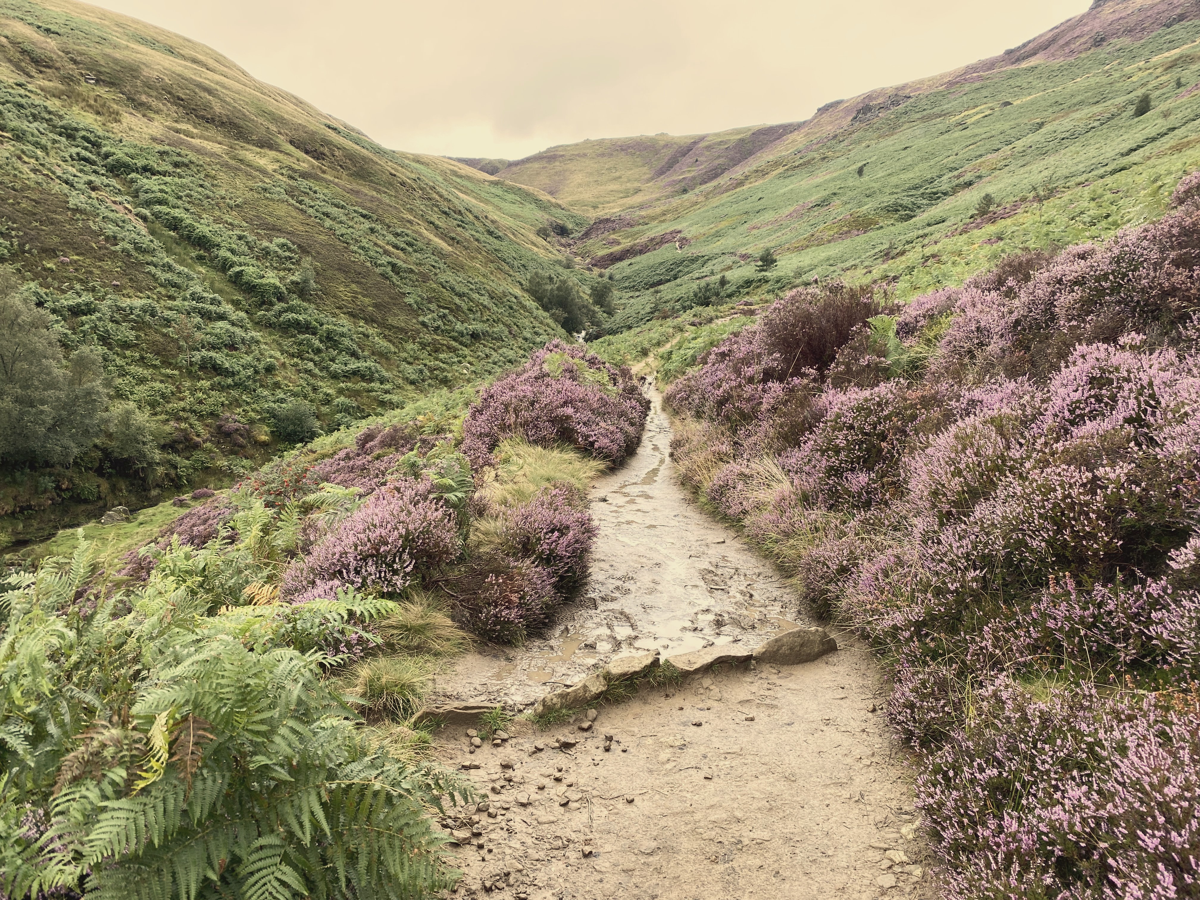 Heather path through the Peak District