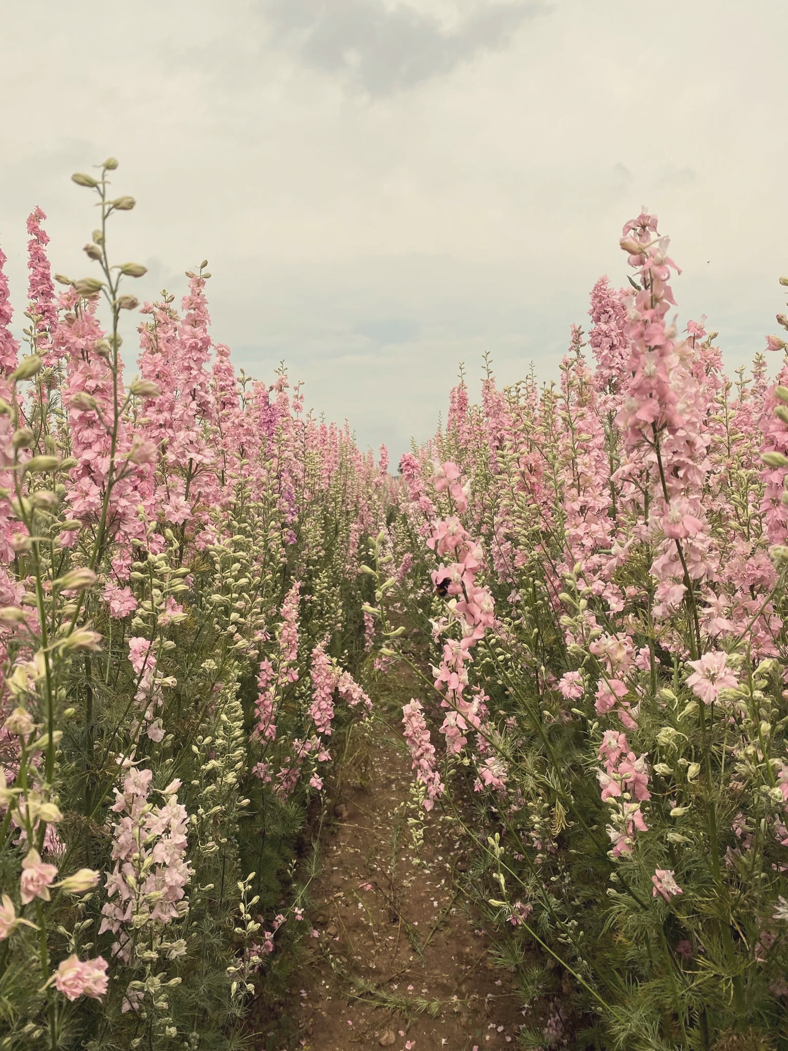 A path through pink larkspur flowers in the Peak District